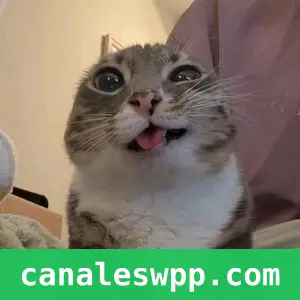 Memes y stickers 